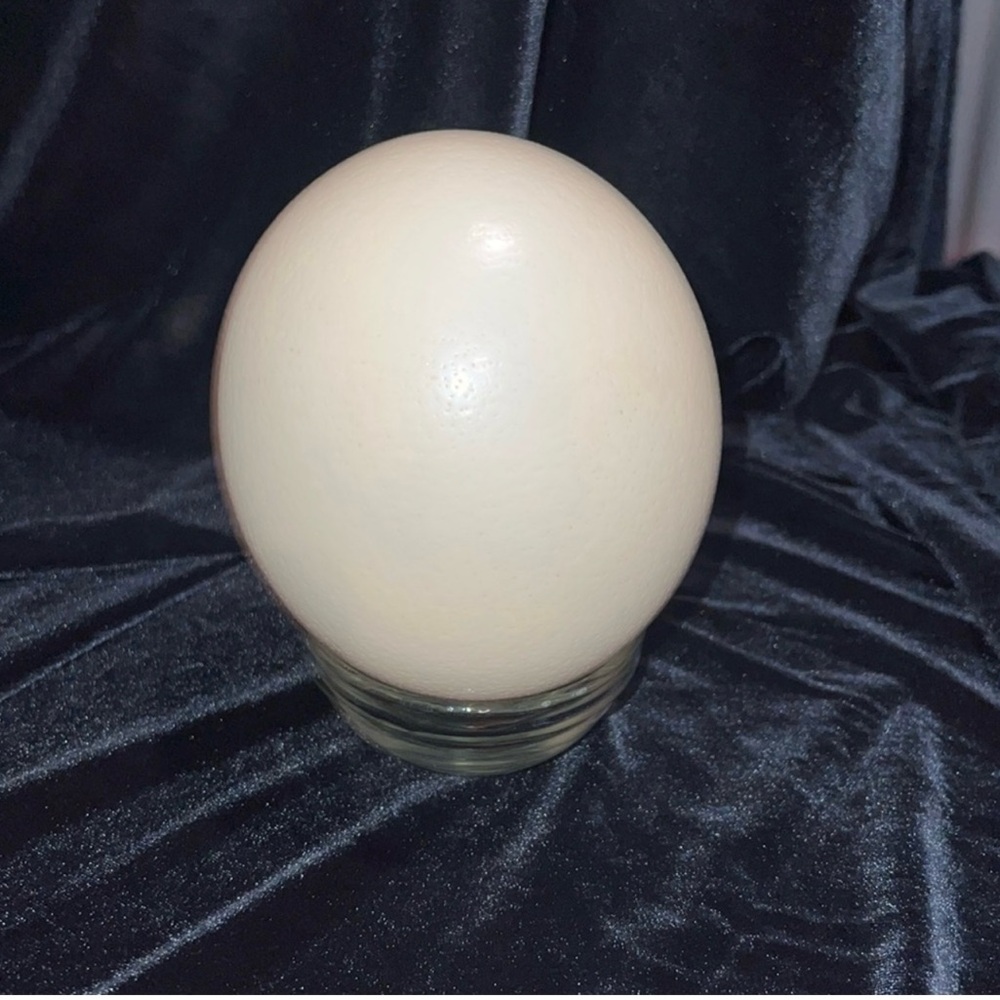 5 ostrich eggs